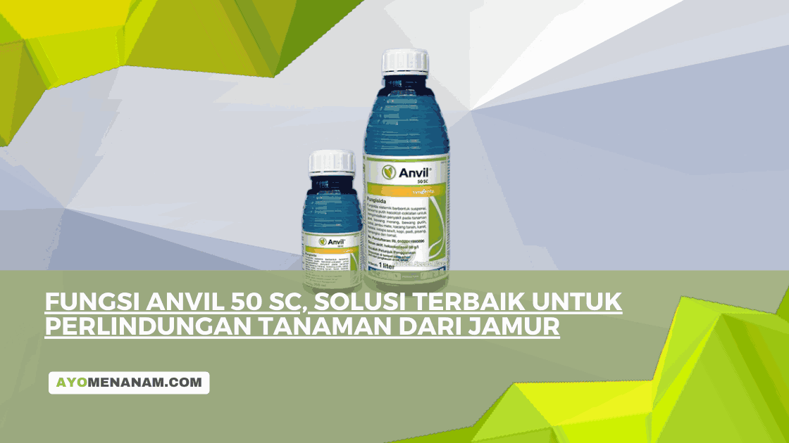 Fungsi Anvil 50 SC, Solusi Terbaik untuk Perlindungan Tanaman dari Jamur