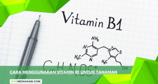 Cara Menggunakan Vitamin B1 Untuk Tanaman