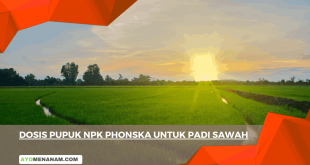 Dosis Pupuk NPK Phonska Untuk Padi Sawah