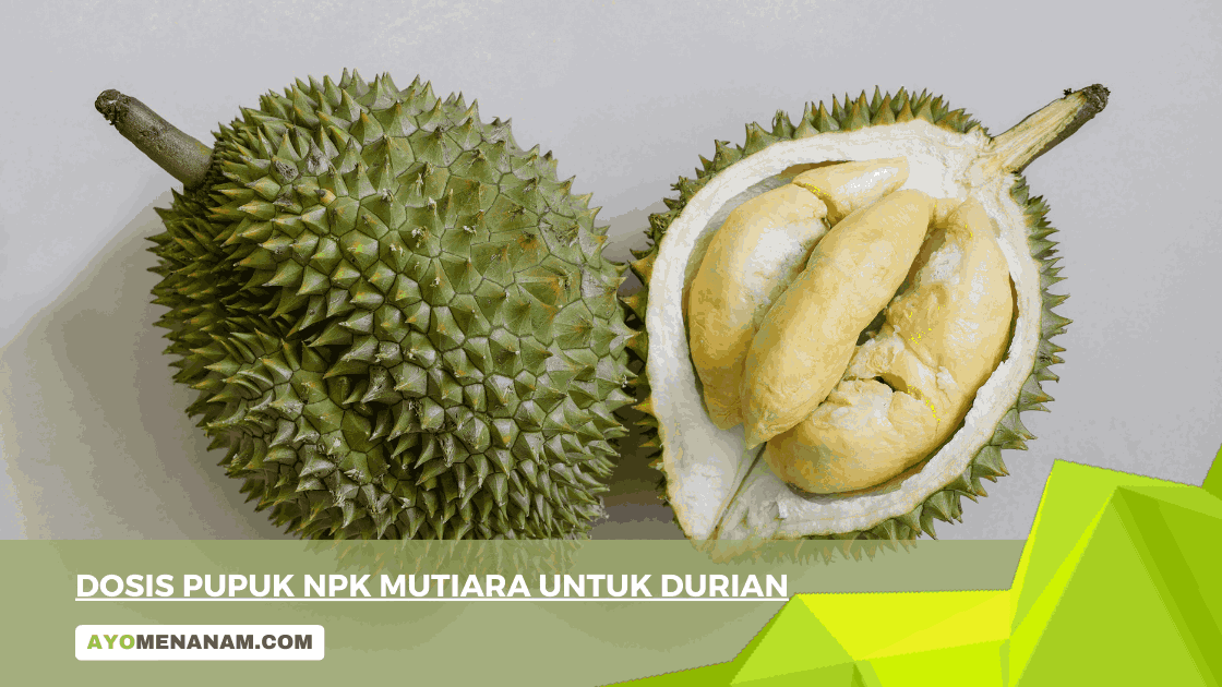 Dosis Pupuk NPK Mutiara Untuk Durian