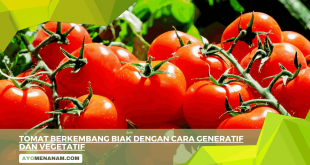 Tomat Berkembang Biak Dengan Cara Generatif Dan Vegetatif