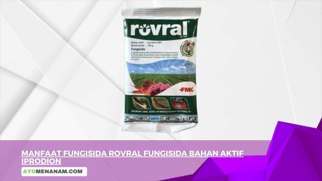 Manfaat Fungisida Rovral Fungisida Bahan Aktif Iprodion
