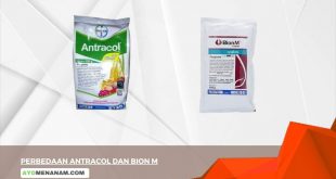 Perbedaan Antracol Dan Bion M