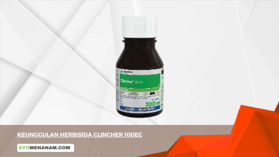 Keunggulan Herbisida Clincher 100EC